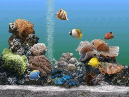 aquarium fond d'écran